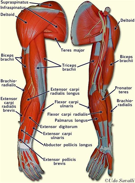 arm model - labeled | Muscles | Pinterest | Search, On and Hands