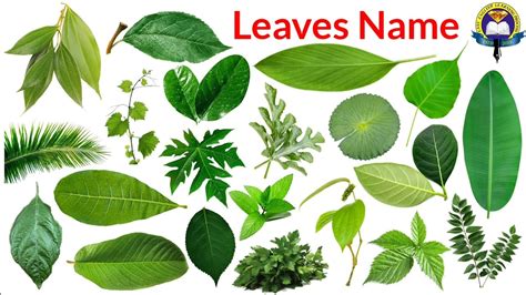 Complete Guide To Different Types Of Leaves With Pictures, 47% OFF