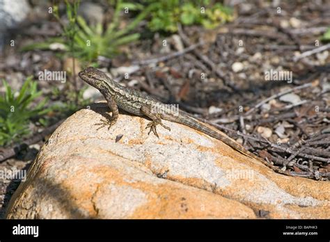 Western Fence Lizard Stock Photo - Alamy