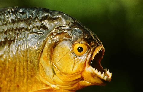 Piranha - True Wildlife Creatures