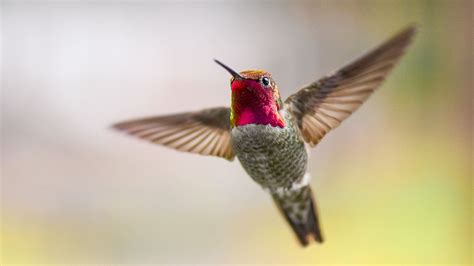 Hummingbirds Shake Their Tail Feathers to Generate High-Pitched Sounds ...