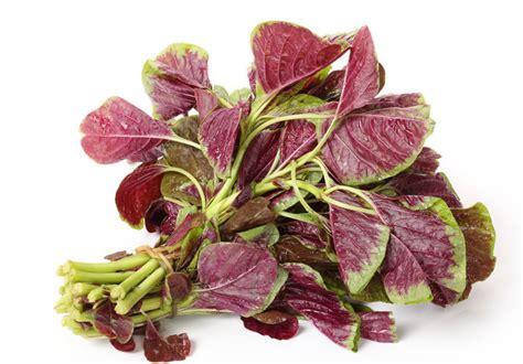 Amaranth Facts, Health Benefits and Nutritional Value