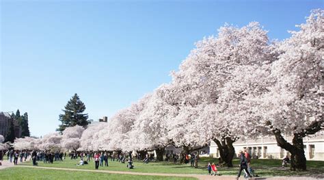 University Of Washington Cherry Blossoms 2024 - Effie Gilberte