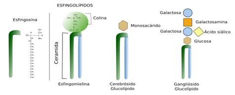 AMIGOS PARA SIEMPRE: Histología vegetal y animal