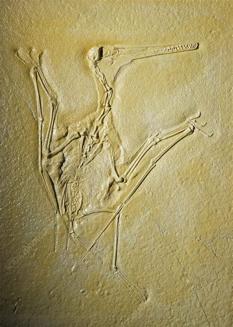 Pterosaur Fossil - Stock Image - C028/5758 - Science Photo Library