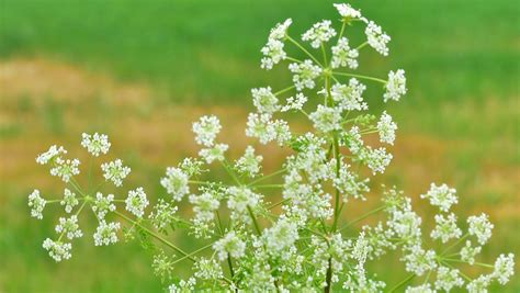 Here's what we know about poison hemlock and wild parsnip in Ohio