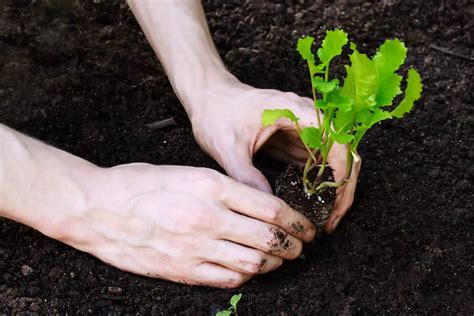 When To Transplant Lettuce Seedlings – Guide & Timeline