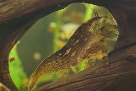 Bamboo Shrimp: Care, Diet, and Breeding Guide