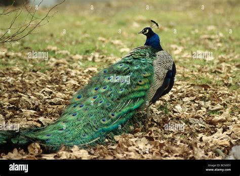 Peacock Nest High Resolution Stock Photography and Images - Alamy