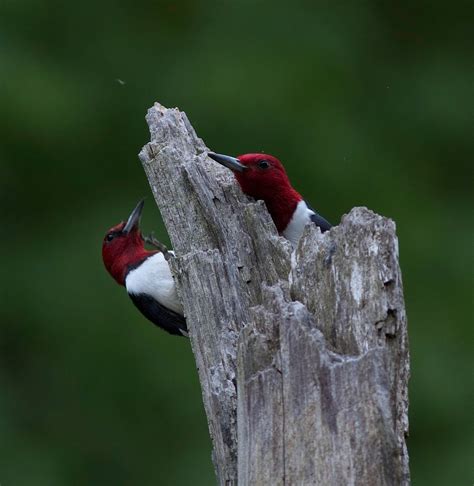 Beautiful mated pair of Redheaded woodpeckers