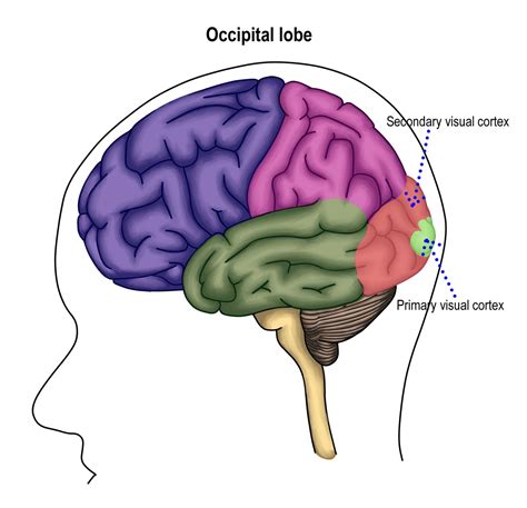 Occipital Lobe: Function, Location, and Structure