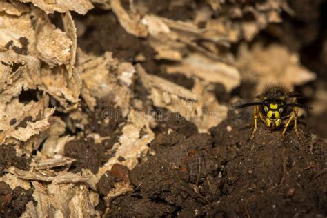 Common Wasp (Vespula Vulgaris) on Guard by Disturbed Underground Nest ...