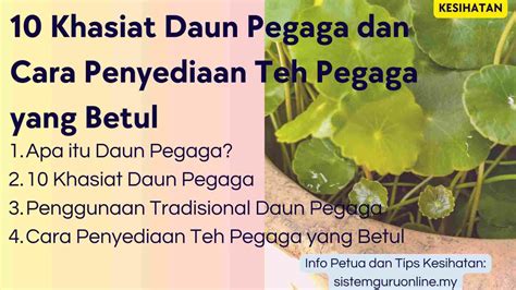 10 Khasiat Daun Pegaga Untuk Kesihatan Dan Cara Penyediaan Teh Pegaga Yang Betul