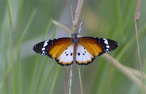 African Monarch (Danaus chrysippus alcippus) (macronyx) Tags: nature ...