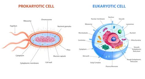 Simple Prokaryotic Cell Diagram