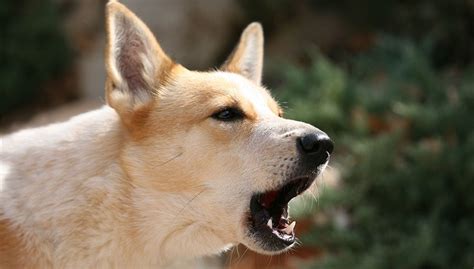 Dog Sounds: The Sounds Our Dogs Do and What They Mean