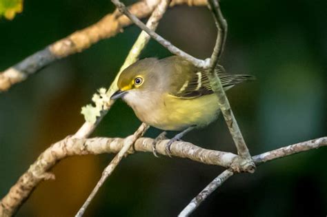 White Eyes Evident | Great Bird Pics