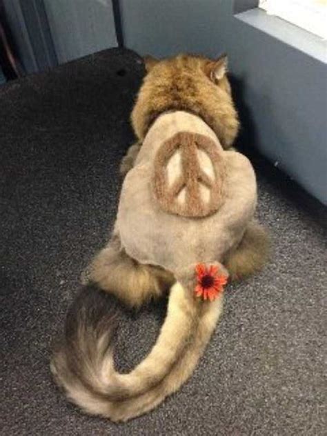 32 Times Pets Hairstyles Went Hilariously Wrong - bemethis | Cat ...