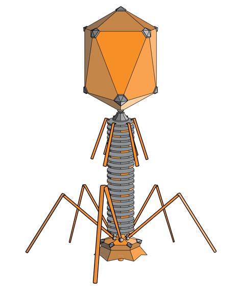 Phage clipart 20 free Cliparts | Download images on Clipground 2024