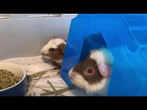 Baby piggies eating hay! - YouTube