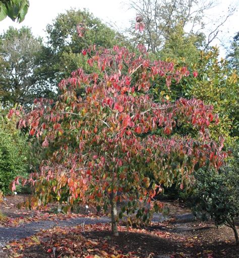 Cornus nuttallii, its cultivars and hybrids from Junker's Nursery