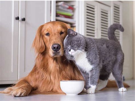 British Shorthair Cat is very Sweet-Natured and Devoted to its Owners