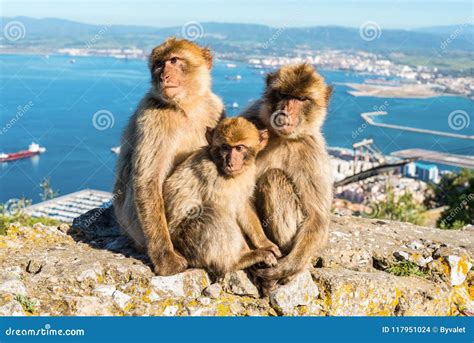 Monkeys from Gibraltar stock photo. Image of mediterranean - 117951024