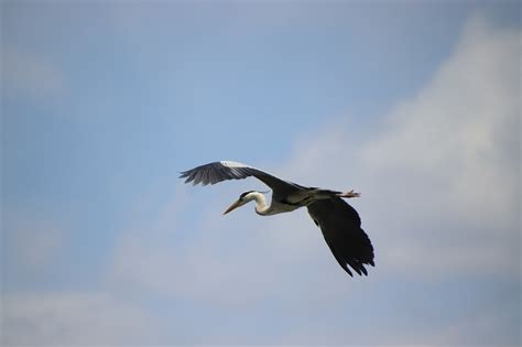 Grey Heron Flying Bird Water - Free photo on Pixabay - Pixabay