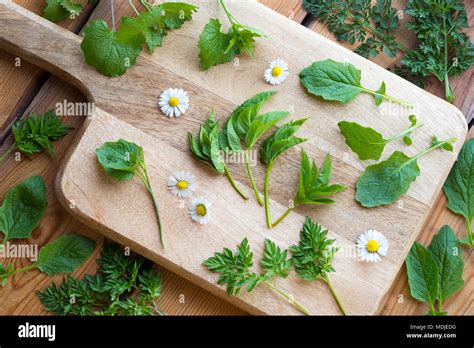 Ground elder, nipplewort, garlic mustard and other spring wild edible ...