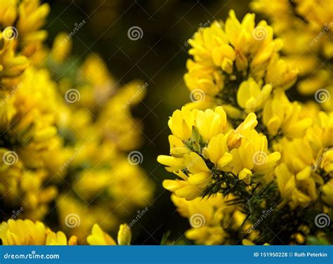 Yellow Gorse Flower in Scotland Stock Photo - Image of gold, nature ...