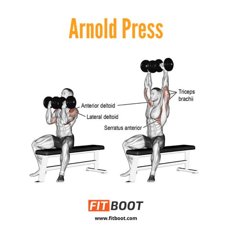 Arnold Press: How To Do, Muscles Worked & Benefits