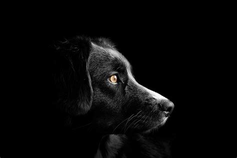 Pixabay - Free Images — Portrait Of A Black Dog - by RandyDMM...