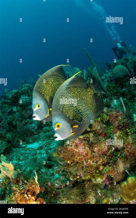 French angelfish pair hi-res stock photography and images - Alamy