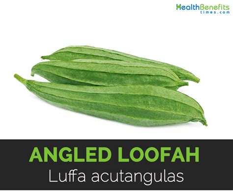 Angled Loofah Facts and Health Benefits