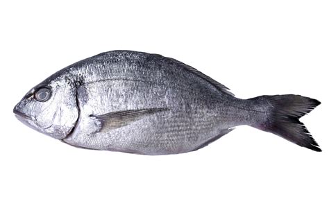 pescado fresco, pescado dorado, fondo transparente. png 17206814 PNG