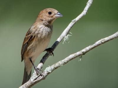 Female Indigo Buntings (Identification Guide) | Birdfact