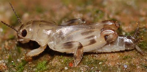 Pale pygmy mole cricket - Neotridactylus apicialis - BugGuide.Net