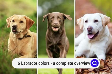 6 Labrador Colors: A Complete Overview (With Pictures And Rare Colors ...