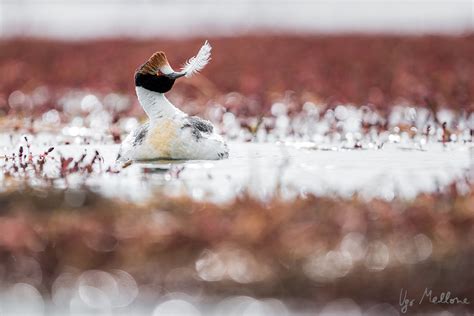 Hooded grebe – Ugo Mellone – Wildphoto