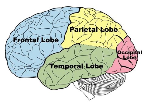 Researchers Identify Possible Physiological Cause of Brain Deficits ...