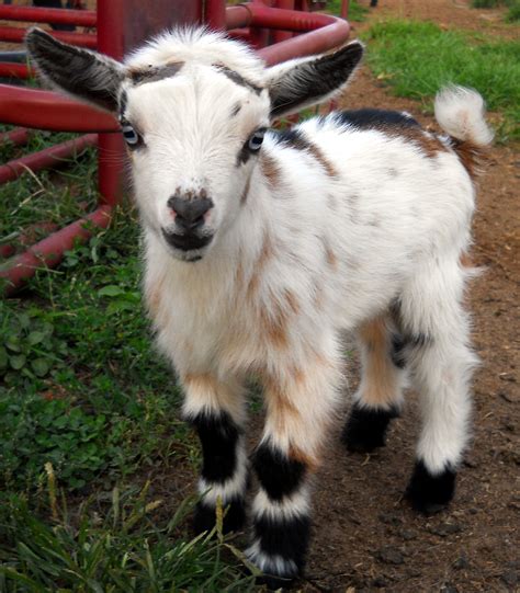 Nigerian Dwarf - Livestockpedia