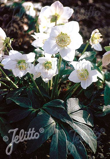 Helleborus Niger Perennial Seeds