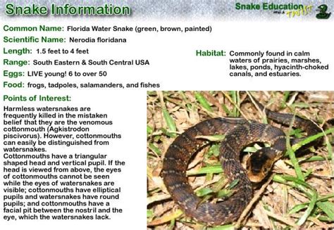 Florida Water Snake - Snake Education With a Twist