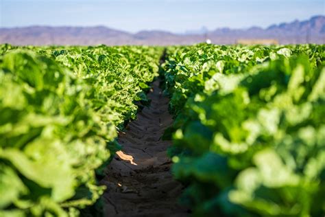 How Can You Tell When To Harvest Romaine Lettuce?