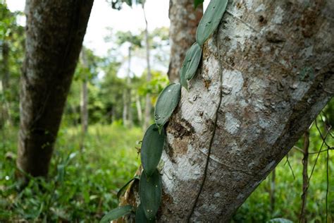 Puerto Rico Coffee History | Learn — Forgotten Forest