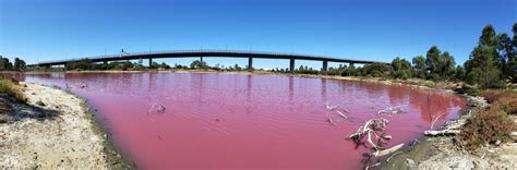 Westgate Park Pink Lake: Mother nature's yearly gift to Melbourne