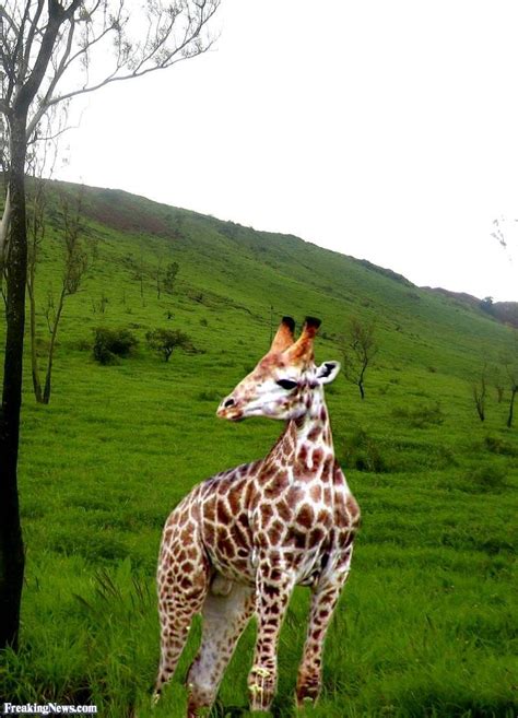 two giraffes standing next to each other on a lush green hill side