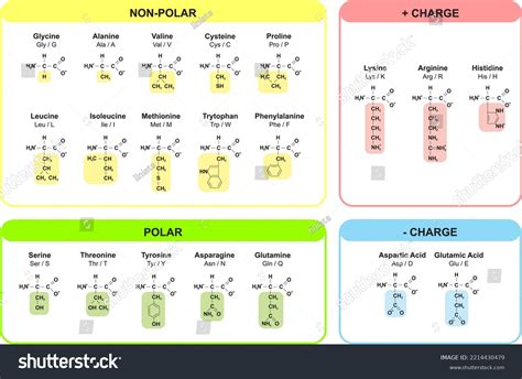 Amino Acids Chart