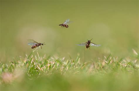 Fascinating flying ants | Dorset Wildlife Trust