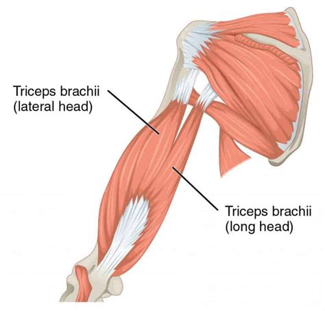 The 8 Best Lateral Head Tricep Exercises For Bigger Arms